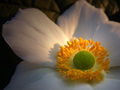 Anemone japoni…