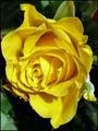 žuta ruža...