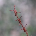 žica badavica